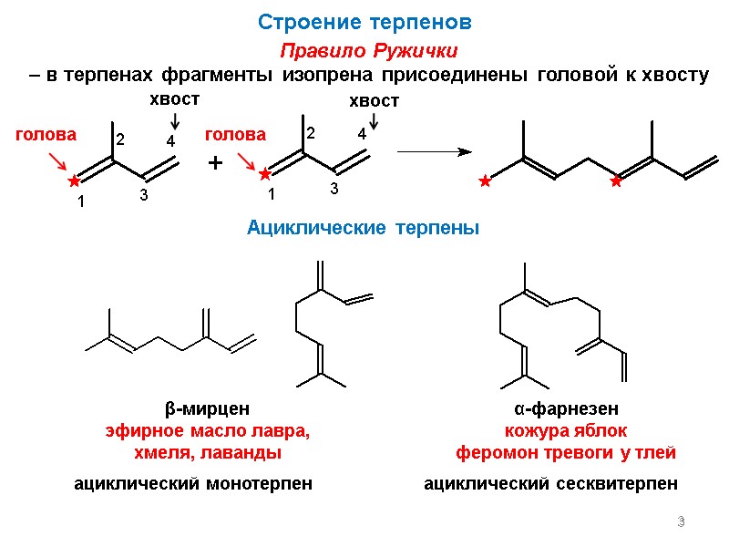 3 Правило Ружички   – в терпенах фрагменты изопрена присоединены головой к хвосту